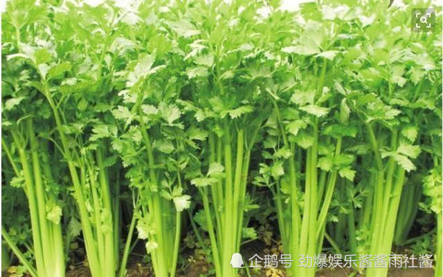 一年四季都可以种植的芹菜 注意四个方面让芹菜更高产 腾讯新闻