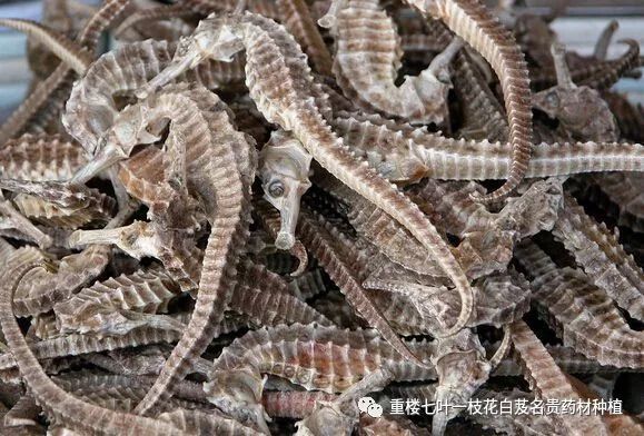 世界上价格最高名贵药材都有哪些,这些