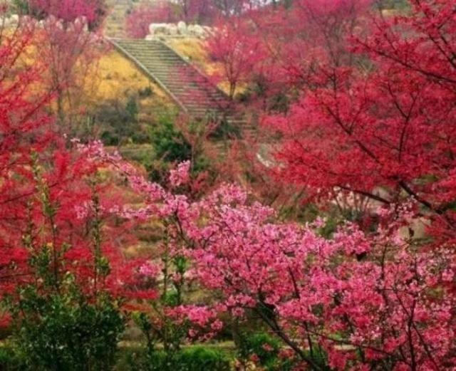 广东韶关新丰樱花峪,超20品种十万株樱花海在等你