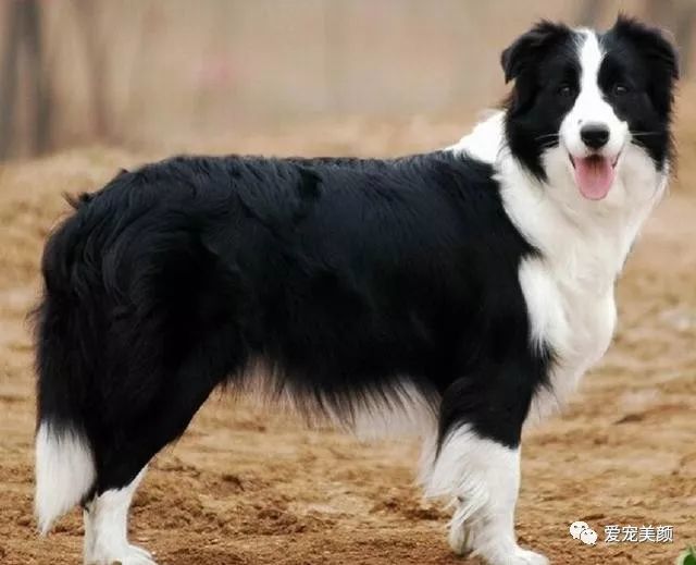 贵宾犬也称贵妇犬,属于非常聪明且喜欢狩猎的犬种,据猜测贵妇犬起