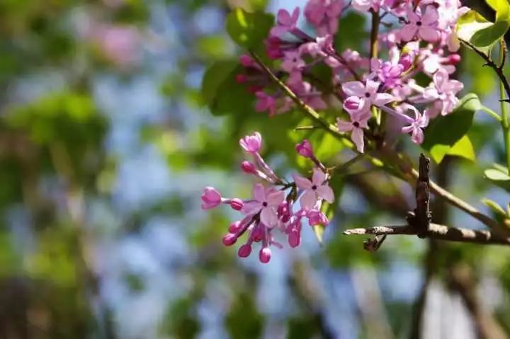 这是谁家的大学 春景那么美 Pick一所明年赏春去 腾讯新闻