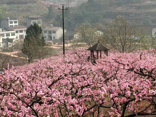 3月的春日裡,燦若紅雲的桃花在遂寧市蓬溪縣任隆鎮八角村的山野間鋪開