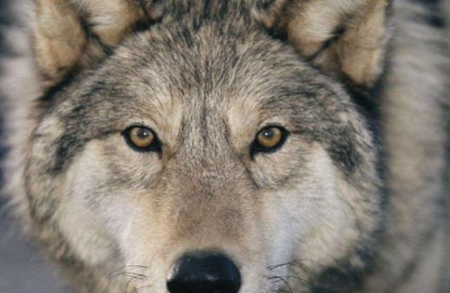 心理学:三只恶狼,哪只是狼王?测你会不会一夜暴富,神准!