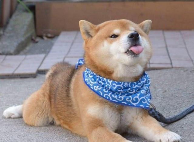 养柴犬的铲屎官肯定会有这样开心的时刻,柴犬可爱又滑稽,主人更是把它