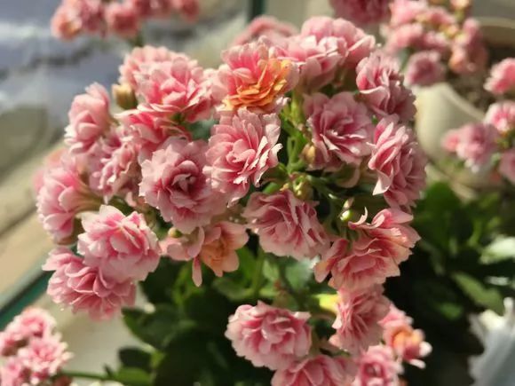 爆盆|老花匠的“秘方”，自制养花“黑水”，浇盆里1月就“爆盆”！