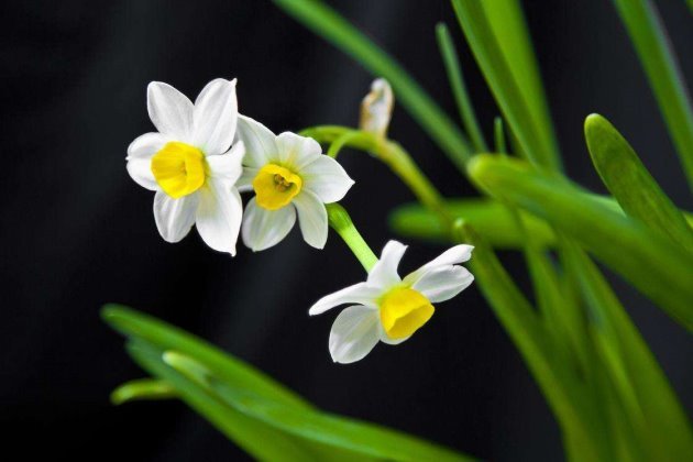水仙花花苞蔫了怎么办