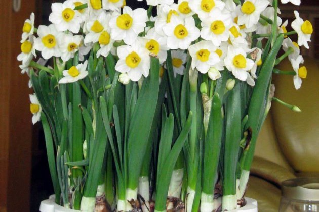 水仙花花苞蔫了怎么办