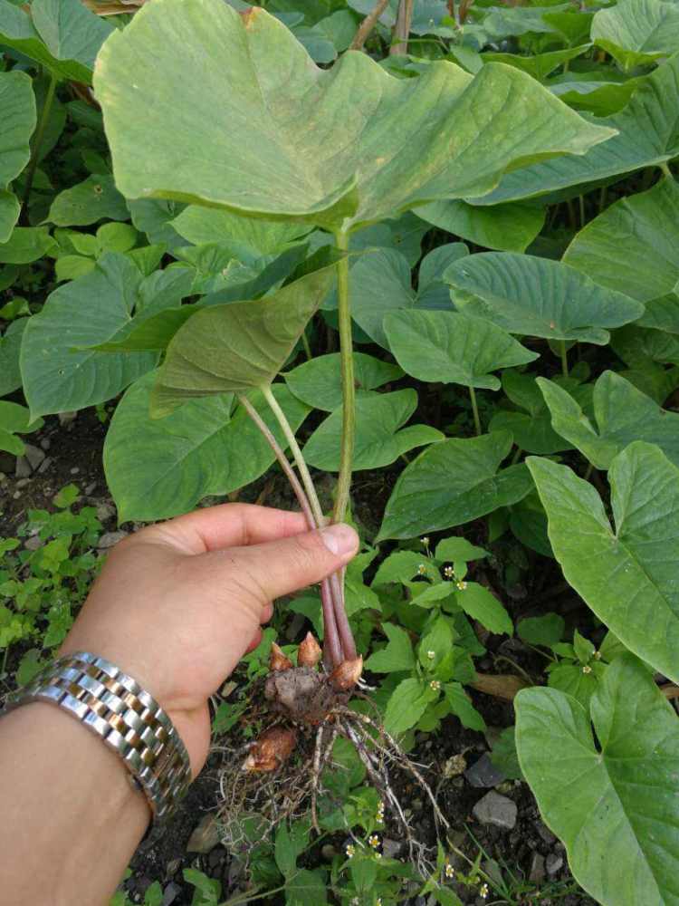 农村这种植物是珍贵药材,对中风有奇效,遇到千万不要错过