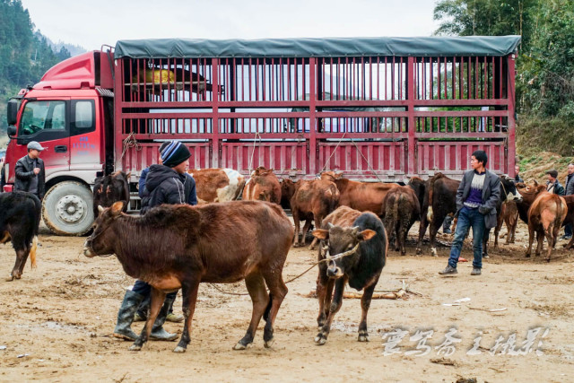 从江停洞赶集日在镇外的河滩上有个牛市场,来这里买牛都是用现钱