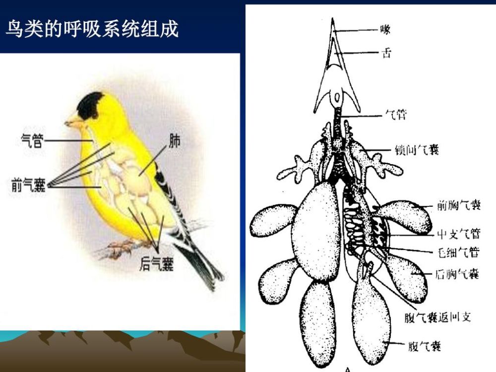 动物名人堂丨这种小鸟在早期采矿业中,救了无数矿工的命