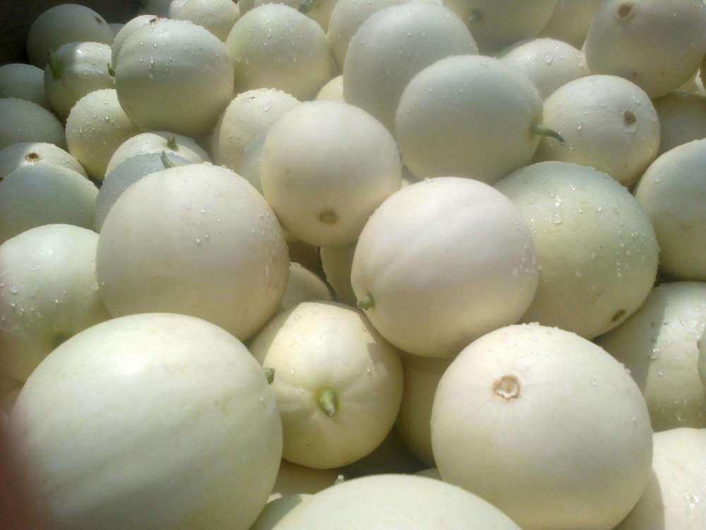 想要让甜瓜长得更好,肥料补充是关键,如何施肥才最好?