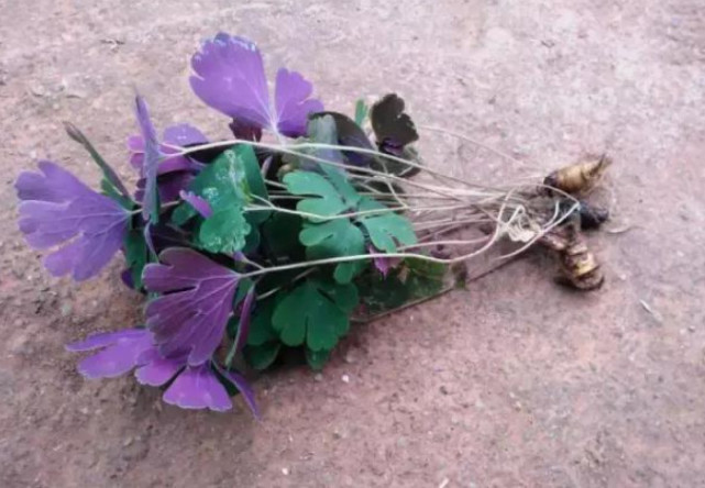 农村人管它叫"千年老鼠屎",名字难听可用处大,如今可遇不可求