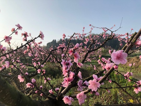 桃花朵朵开 青白江人和乡油桃花果节给你好看