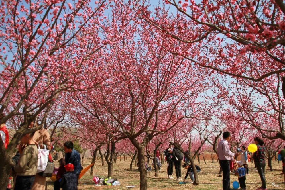 江北第一梅园2019泗水梅花节的主会场泗水梅园位于泗水县金庄镇尹城