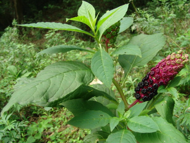 农村有种"土人参",多到烂在地里,农民当成杂草,就怕除不干净