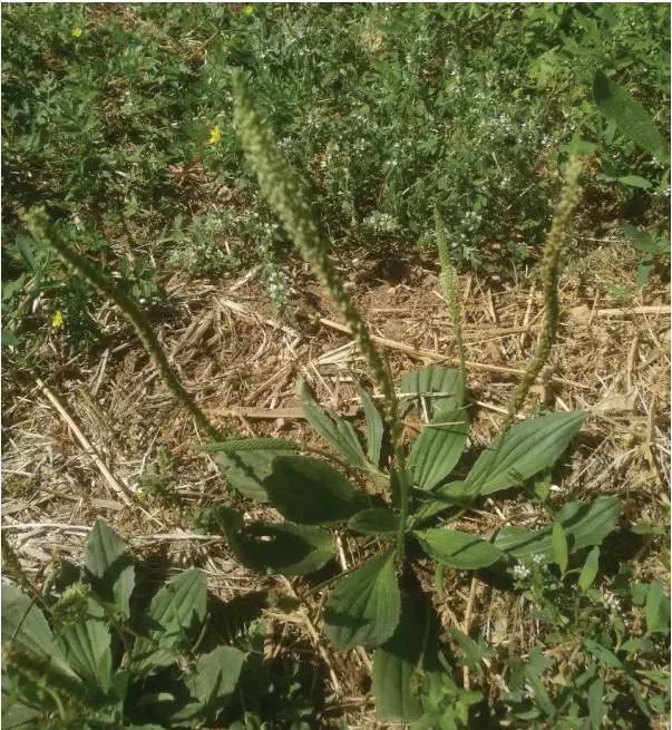 果园生草是果园生产管理的重要环节这13种野草值得推荐