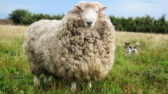 羊毛|史瑞克|绵羊