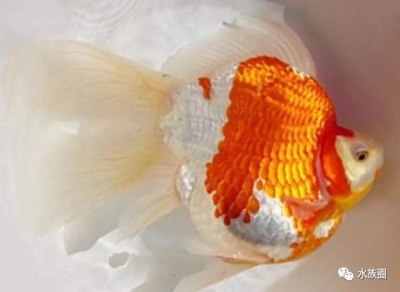 玉鲭怎么养 水族圈带你认识日本金鱼 中国金鱼如何传到世界 上海轩冶木业有限公司