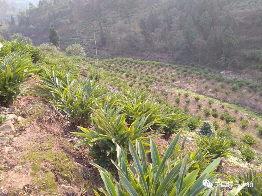 中山村砂仁基地