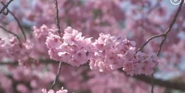 时隔18年张柏芝再跳樱花舞,外形青春靓丽不减当年