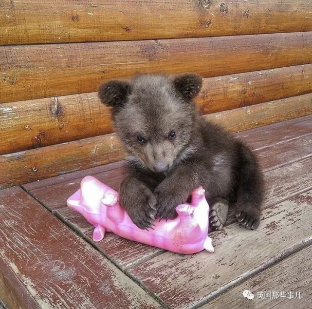 从小养大的熊宝宝被坏人骗走这群俄罗斯飞行员忍不住了