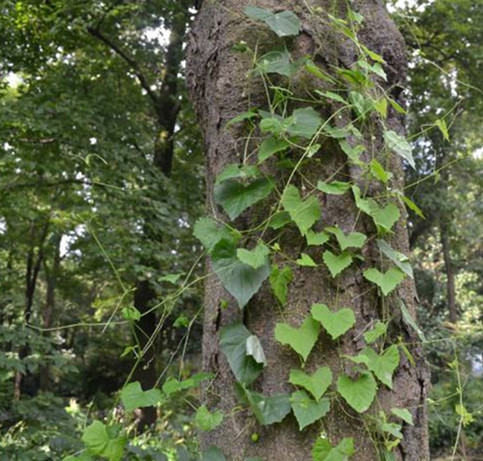 村边生长的这种野生藤,俗称"老鼠拉冬瓜",却有不错的药用价值
