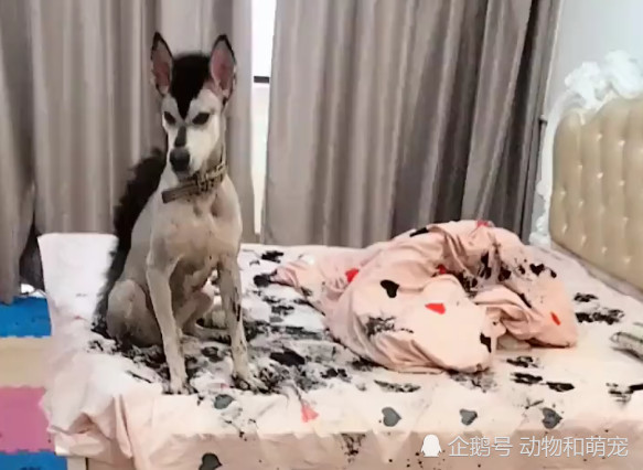 阿拉斯加犬被独自留守在家 结果主人回来时崩溃了 求狗肉做法 阿拉斯加犬 狗狗 汪星人