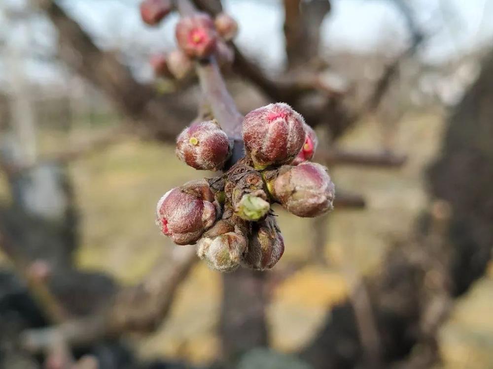 无锡阳山桃花含苞待放,十天后将进入盛放期