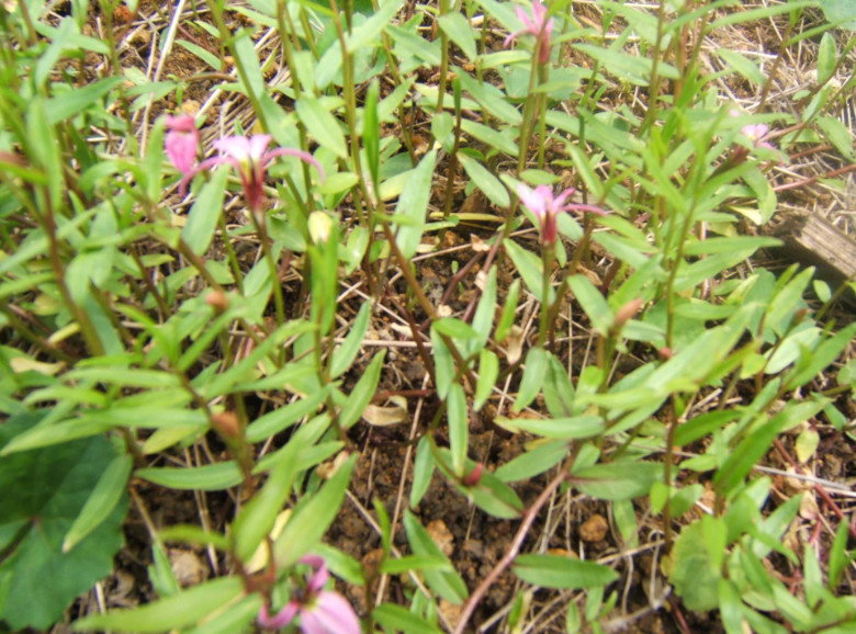 这野花名为"半边莲",只有半边花但农户都喜欢,种在家中能驱蚊
