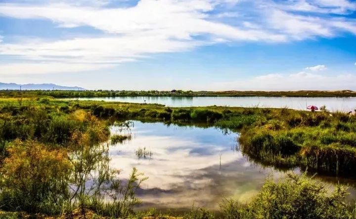 甘肅嘉峪關:新城草湖國家溼地公園大批白天鵝棲息越冬_騰訊新聞