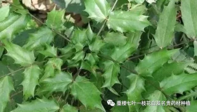 农村这种常见"野草",古代堪称"避孕草药",如今农民用它防贼