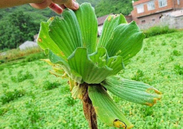 池塘常见水白菜,人称"母猪莲"常用于喂猪,实际是"入侵物种"