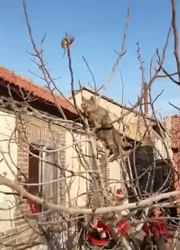 男子走近看清直接笑喷,老鼠:猫哥,你还想怎样|老鼠|流浪猫|猫咪
