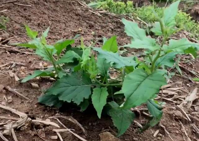 腾讯内容开放平台
