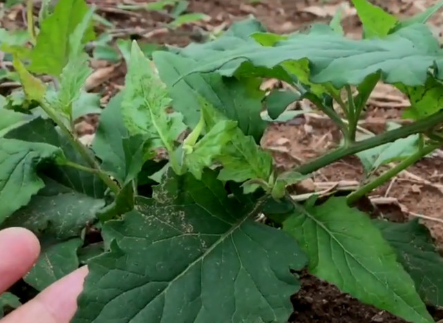 腾讯内容开放平台