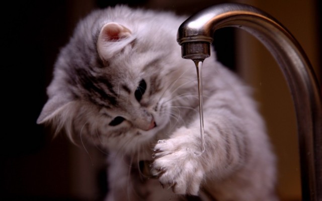 一年吃掉400万只猫越南人吃猫肉到底有多疯狂