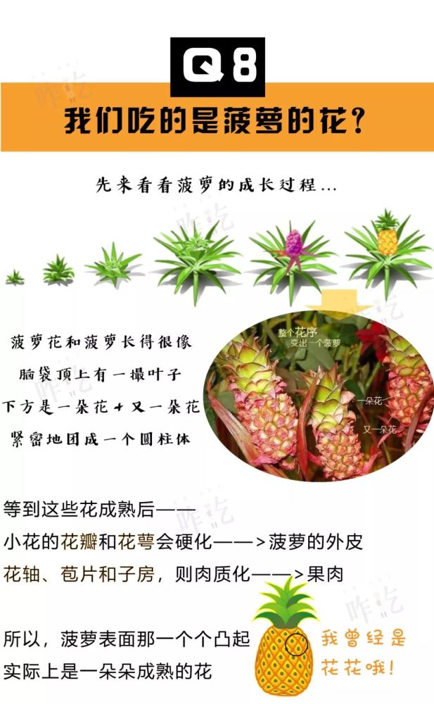 为啥菠萝吃前要泡盐水菠萝和凤梨是啥关系关于菠萝的真相来了