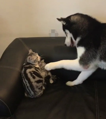 狗子用无影脚挑衅小奶猫,猫妈妈忍无可忍一巴掌把它打懵了