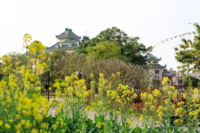 周末去哪儿?江门7个踏青好去处,正处颜值巅峰!