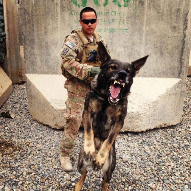 军犬鼻祖德国牧羊犬,到底优秀在哪里,4点说明了一切