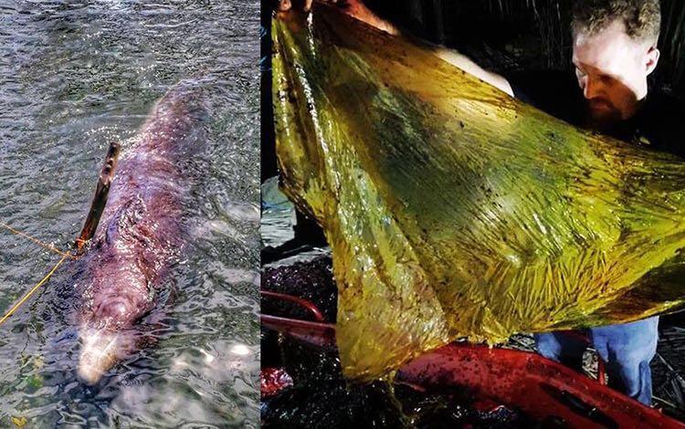 今日话题丨鲸鱼胃中有40公斤塑料:海洋污染比你想象的严重得多