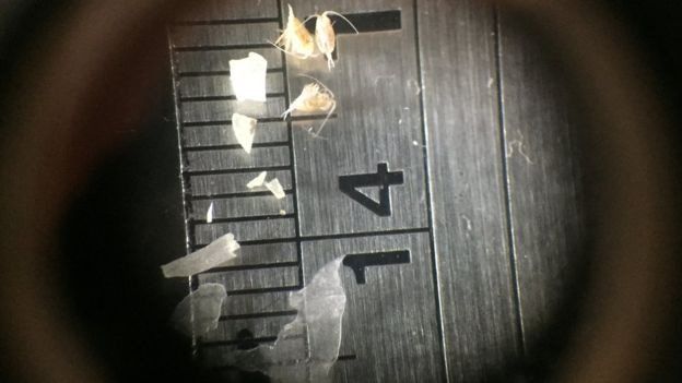 显微镜下的微塑料