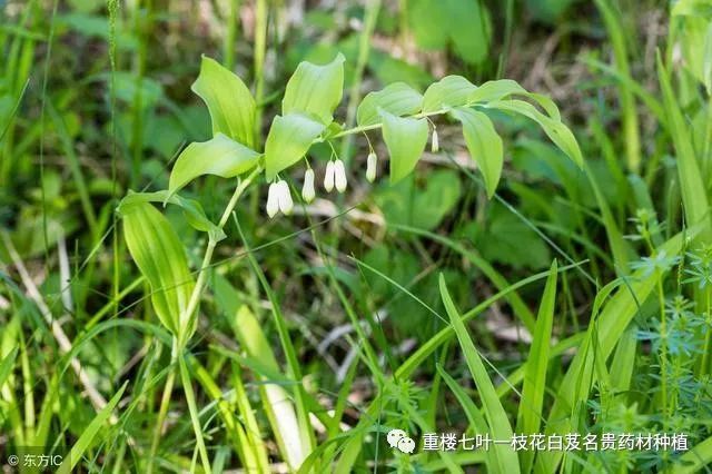 长得像生姜又像天麻 七旬老汉靠种植它 成为了村里的致富红人 刘振亮 黄精 泰山