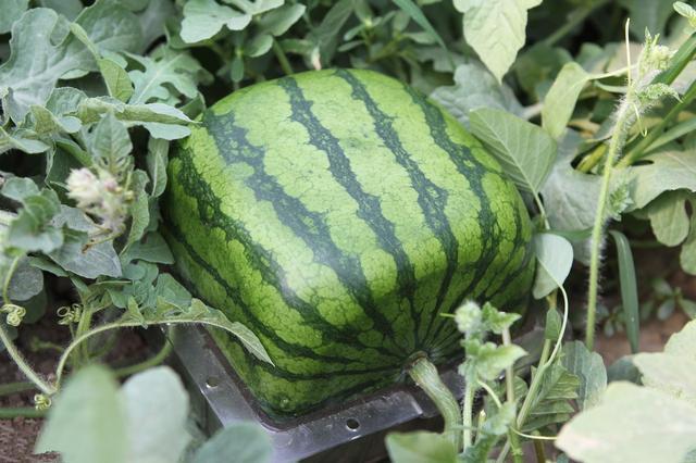 西瓜种植技术方形西瓜培养的五个步骤