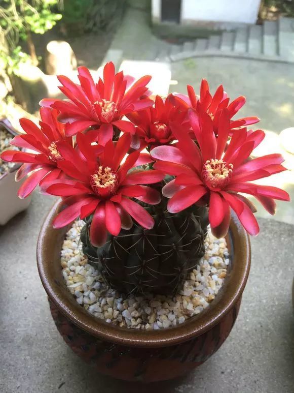 浇水比较好,常常浇水,盆土长期过湿,反而容易烂根,还会让绯花玉不开花