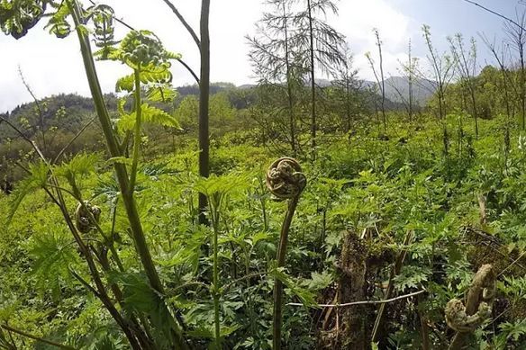 以前普通得很,现在雅安吃得起这种野菜的都是"土豪"