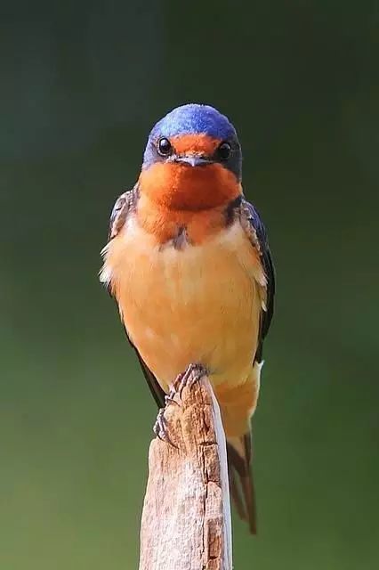 花鸟画|花鸟画素材：活泼可爱的小燕子