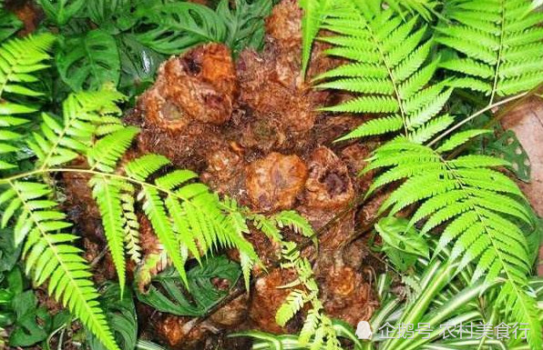 它被称为“金毛狗”是国家二级保护植物，见到请不要当草拔掉