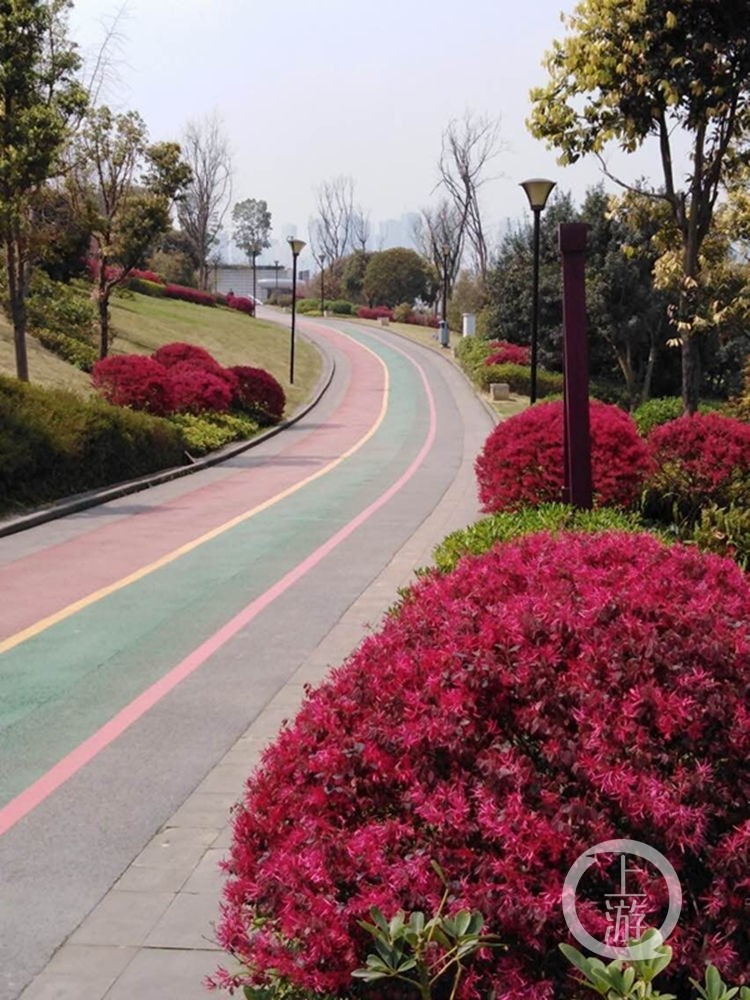 美到窒息!巴南这3条鲜花大道惊艳到没朋友