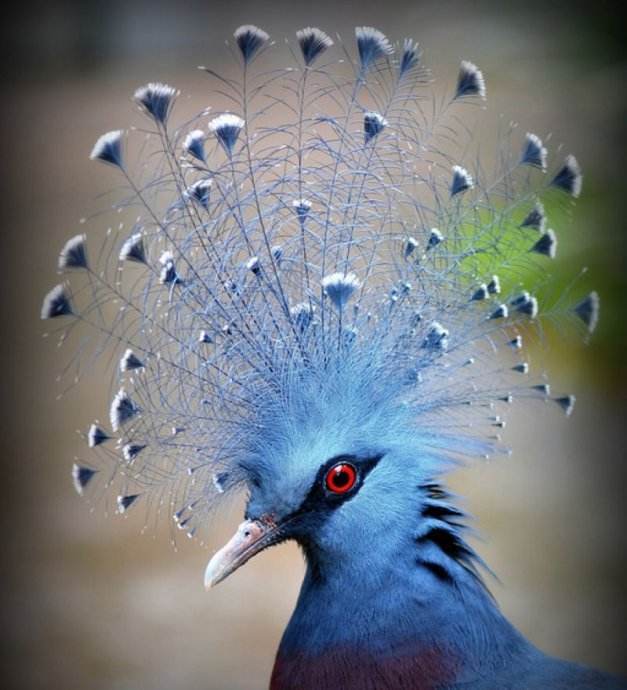 头顶一把花羽扇你知道我的名字吗